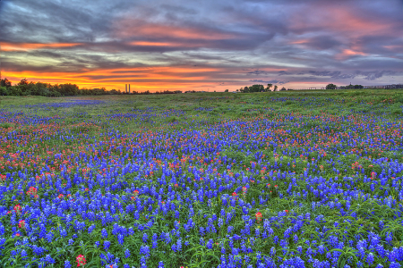 Bluebonnet Sunset