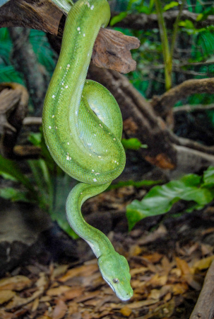SNAKE IN THE GRASS