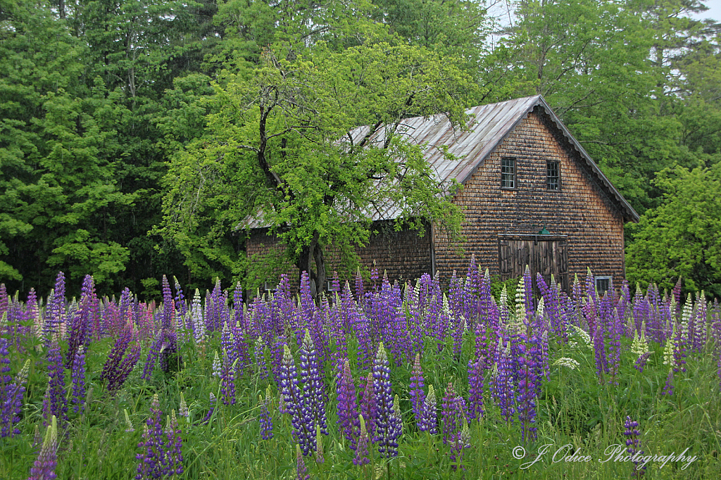 Windsor Barn and Lupines