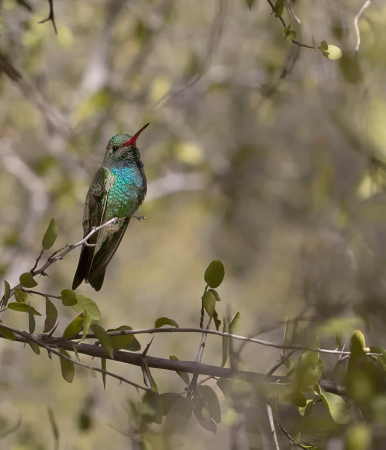 Broadbill