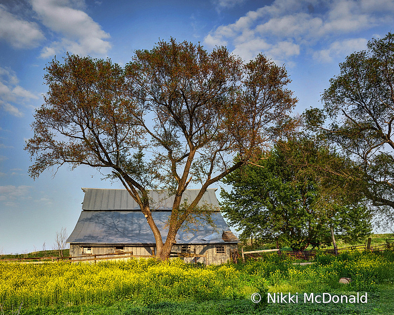 Old Barn and Wild Mustard