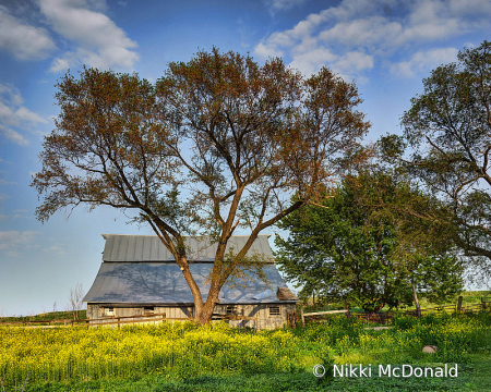 Old Barn and Wild Mustard