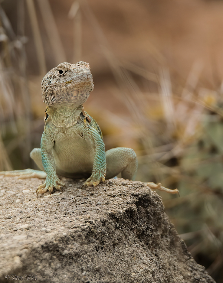 Collared Lizard - ID: 16068957 © Sherry Karr Adkins