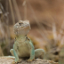 2Collared Lizard - ID: 16068957 © Sherry Karr Adkins