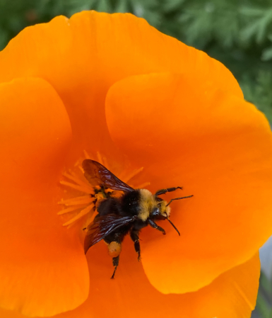 Happy Bee