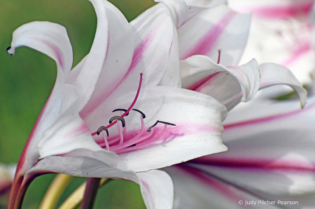 a burst of amaryllis.....