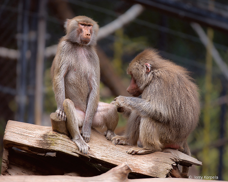 Hamadryas Baboons