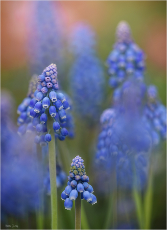 Grape Hyacinth Shoot Through