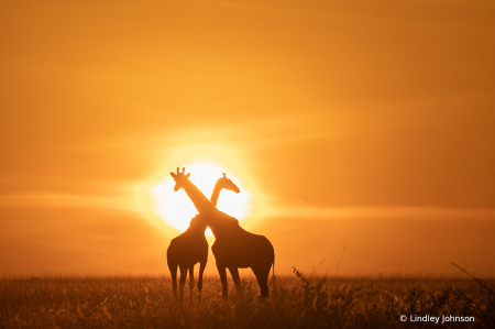 Giraffes in Front of the Rising Sun