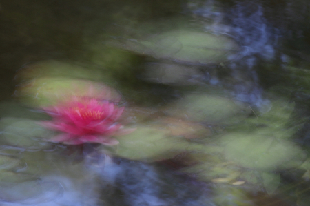 Monet’s water lily