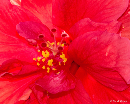 Red Hibiscus