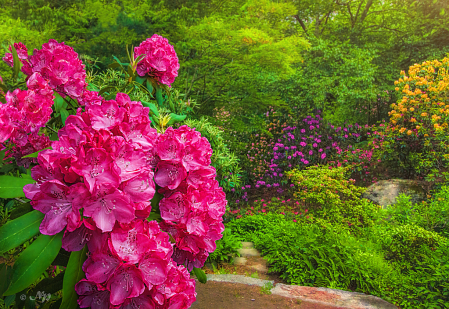 Rhododendron Path