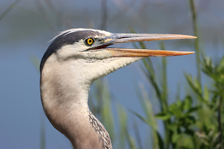 Blue Heron