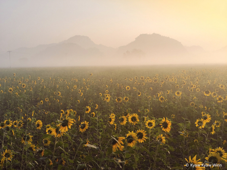 Morning of Sunflowers