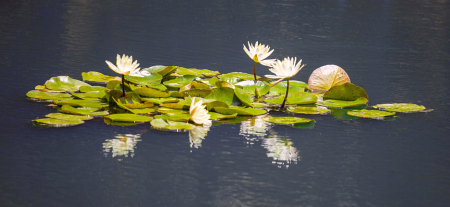 White Lily Pad Grouping