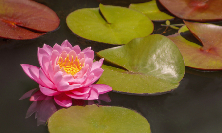 Perfectly Pink Lily Pad