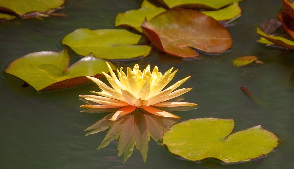 Star of the Lily Pads