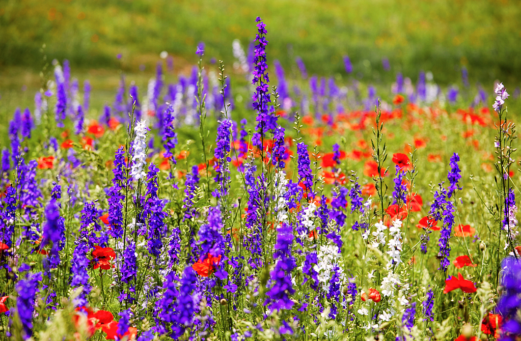 Wild Flowers and Poppies