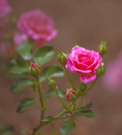 Rose in Pink