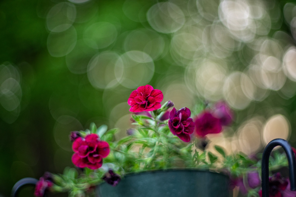 Red Flowers