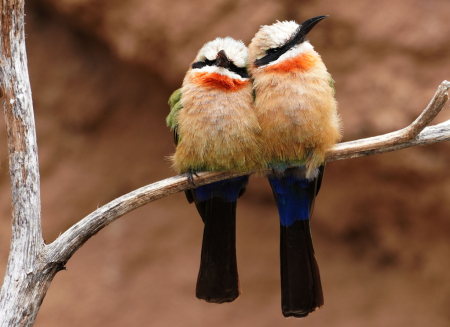 Bee Eater Buds