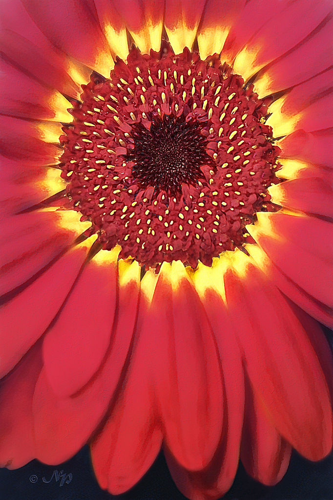 Gerbera