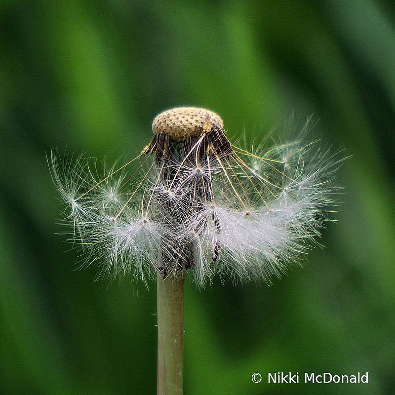 Dandelion Detail