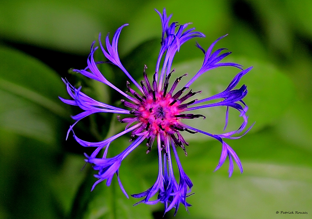 Corn Flower