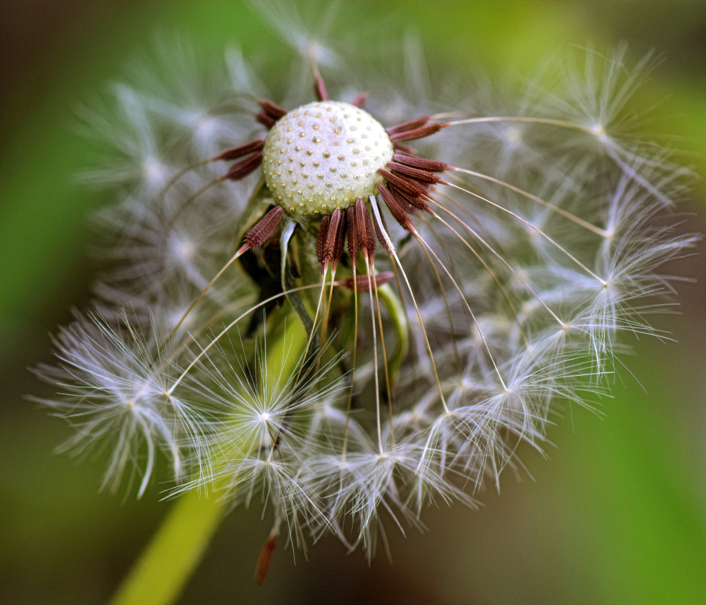 Spring Dandelion