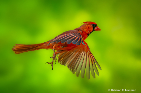 Cardinal in Flight