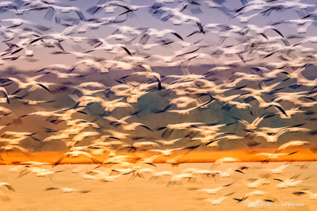 Snow Geese