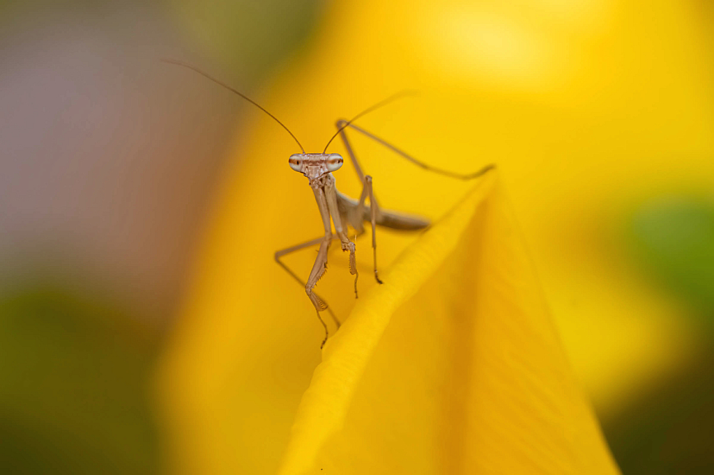 Baby Praying Mantis