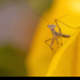 © Kitty R. Kono PhotoID# 16069147: Baby Praying Mantis