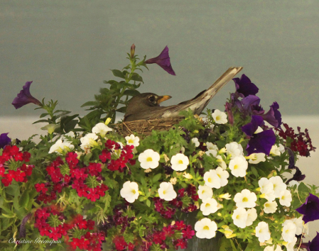 Nesting In The Flowers