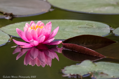 Spring Water Lily