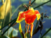 By The Lily Pond