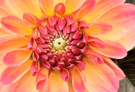 bicolor dahlia