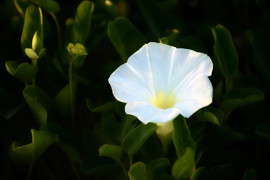 Moonflower At Dawn