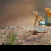 2Collared Lizards 3 - ID: 16069933 © Sherry Karr Adkins