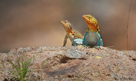 Collared Lizards 3