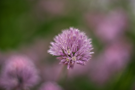 Bloomin' Chives