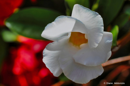 White Flower