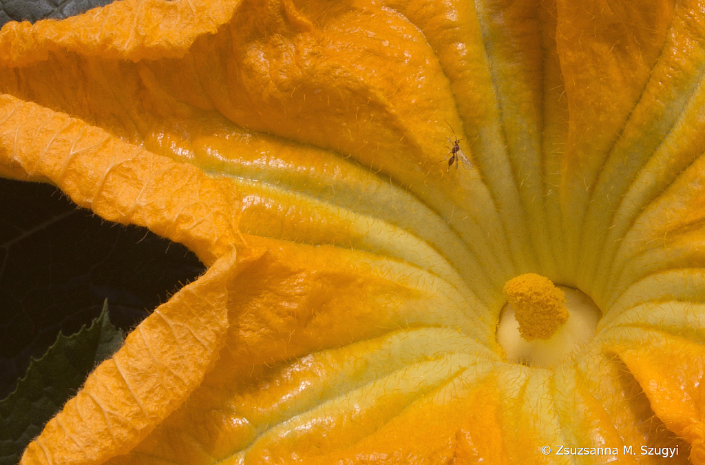 Pumpkin flower