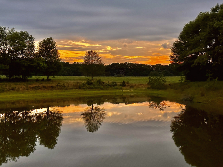 Mirror in the pond