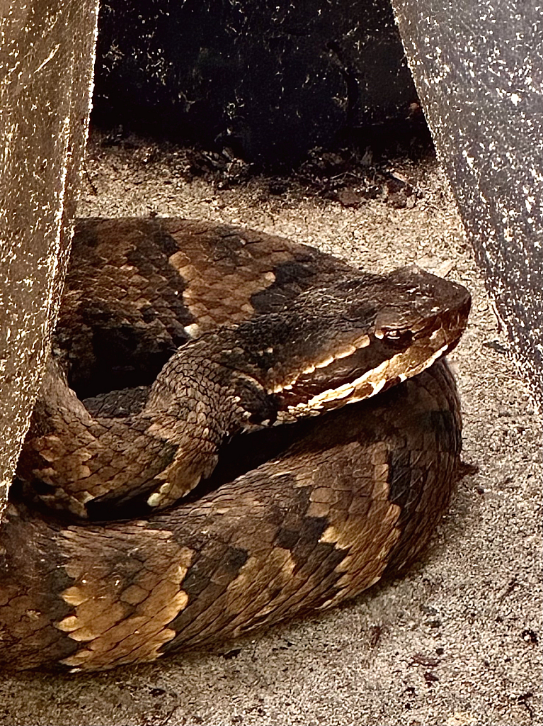 Venomous Cottonmouth  - ID: 16069950 © Elizabeth A. Marker