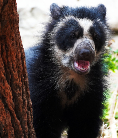 Baby Andean Bear