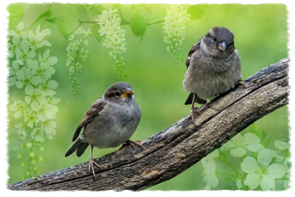 Spring Sparrows