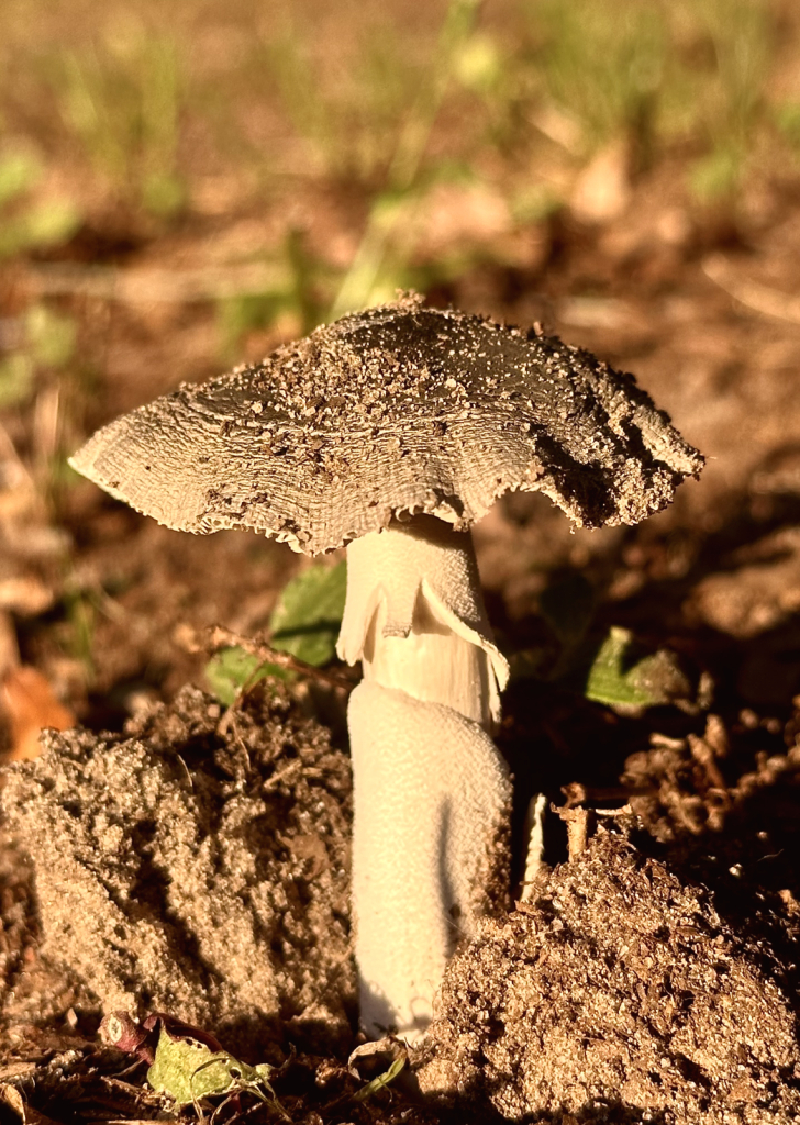 Ruffled cap - ID: 16069958 © Elizabeth A. Marker