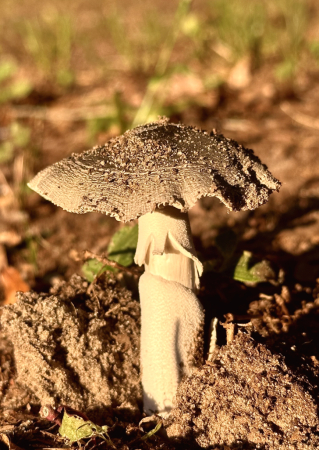 Ruffled cap