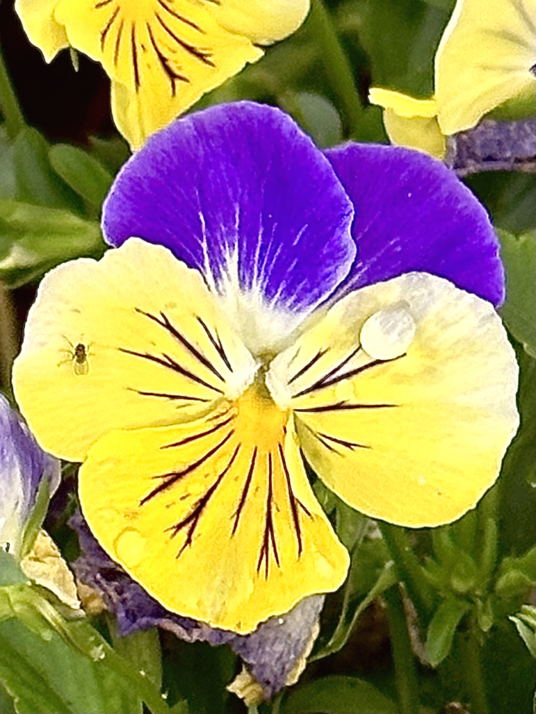 Pansy, dew drop & gnat  - ID: 16069959 © Elizabeth A. Marker